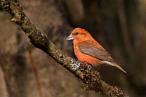 Male Common Crossbill (Loxia curvirostra) perched on branch. North Wales, UK, March.