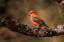 Male Common Crossbill (Loxia curvirostra) perched on branch. North Wales, UK, March.