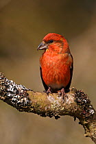 Portrait of a male Common Crossbill (Loxia curvirostra). North Wales, UK, March.