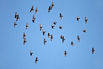 Jackdaw (Corvus monedula) flock in flight. Mid-Wales, UK, October.