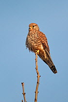 Female Kestrel (Falco tinnunculus) perched on tree-top lookout. Cheshire, UK, November.