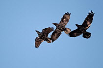 Three Ravens (Corvus corax) in flight. Mid-Wales, UK, October.