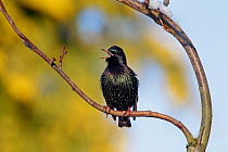 Starling (Sturnus vulgaris) singing from a perch. Cheshire, UK, December.