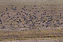 Twite (Carduelis / Acanthis flavirostris) flock in flight over stubble field. Islay, Scotland, March.