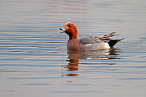 Male Wigeon (Anas penelope) calling or whistling while on water. Lancashire, UK, March.