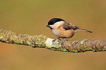 Willow Tit (Poecile montanus) perched on a branch. Staffordshire, UK, February.