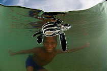 Leatherback sea turtle (Dermochelys coriacea) baby swimming in sea watched by West Papuan boy in the water, West Papua, Indonesia, Endangered species.