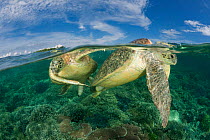 Green turtles (Chelonia mydas) mating over coral reef, Sipadan Island, Sabah, Malaysia, June, Endangered species
