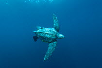 Leatherback sea turtle (Dermochelys coriacea) swimming, Indo-pacific.