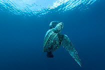 Leatherback sea turtle (Dermochelys coriacea) swimming, Indo-pacific.