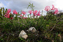 Berg lily (Nerine humilus) in flower, De Hoop NR, Western Cape, South Africa, May