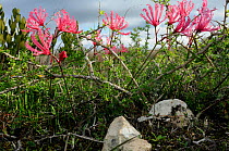 Berg lily (Nerine humilus) in flower, De Hoop NR, Western Cape, South Africa, May