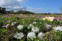 Hedgehog lilies (Massonia jasminiflora) and Grand Duchess Sorrel (Oxalis purpurea) flowering on  De Hoop NR, Western Cape, South Africa, May 2011