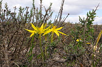 Autumn Star (Empodium plicatum) in flower, De Hoop NR, Western Cape, South Africa, May