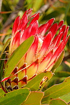 Sugarbush (Protea repens) flower, De Hoop NR, Western Cape, South Africa, June