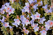 Blue Rocket (Lobostomon argenteus) plant in flower on De Hoop NR, Western Cape, South Africa, June