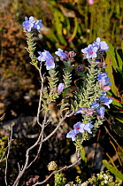 Blue Rocket (Lobostomon argenteus) plant in flower, De Hoop NR, Western Cape, South Africa, July