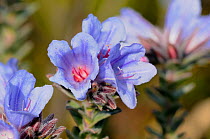 Blue Rocket (Lobostomon argenteus) flowers, De Hoop NR, Western Cape, South Africa, July