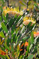 Pincushion plant (Leucospermum cordifolium) in flower, De Hoop NR, Western Cape, South Africa, July