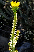 Perdekaroo (Oedera capensis) plant in flower,  De Hoop NR, Western Cape, South Africa, July