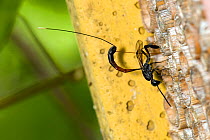 Wasp (Gasteruption jaculator) female ovipositing into nest of solitary bee in artificial bee house. London, England, June.