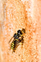Hunting Wasp (Ectemnius cavifrons) female with paralysed hoverfly at tunnel entrance in rotten log. Hertfordshire, England, UK, July.