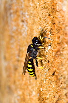 Hunting Wasp (Ectemnius cavifrons) male excavating nesting tunnel in rotten log. Hertfordshire, England, UK, July.