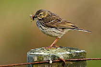 Meadow Pipit (Anthus pratensis) on fence post with caught insects. Upper Teesdale, County Durham, England, June.