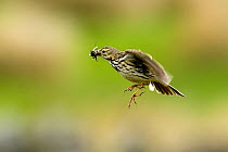 Meadow Pipit (Anthus pratensis) in flight carrying insect prey. Upper Teesdale, County Durham, England, June.