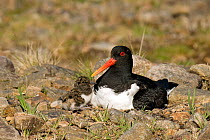 Oystercatcher (Haematopus ostralegus) adult sitting on nest with one chick. Upper Teesdale, Co. Durham, England, UK, June.