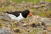 Oystercatcher (Haematopus ostralegus) adult at nest with two chicks. Upper Teesdale, Co. Durham, England, UK, June.