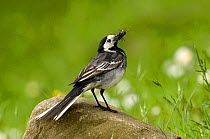 Pied Wagtail (Motacilla alba yarrellii) on rock with beak full of insects. Upper Teesdale, Co Durham, England, June