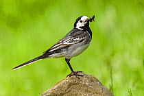 Pied Wagtail (Motacilla alba yarrellii) on rock with beak full of insects. Upper Teesdale, Co Durham, England, June.