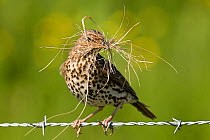 Song Thrush (Turdus philomelos) perched on barbed wire with nesting material. Isle of Tiree, Scotland, June.