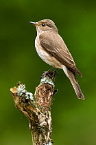Spotted Flycatcher (Muscicapa striata) perched. West Sussex, England, June.