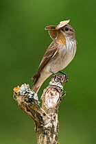 Spotted Flycatcher (Muscicapa striata) perched with ringlet butterfly in bill. West Sussex, England, July. Highly commended, 'Animal Portraits' category, British Wildlife Photography Awards (BWPA) com...