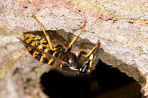 Common Wasp (Vespula vulgaris) nest with worker laying down new pulp. Hertfordshire, England, June.