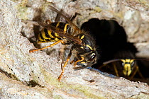 Common Wasp (Vespula vulgaris) nest with workers laying down new pulp. Hertfordshire, England, June.