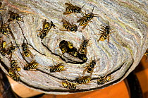 Common Wasp (Vespula vulgaris) in garden shed with many wasps on outside. Hertfordshire, England, June.