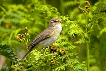 Willow Warbler (Phylloscopus trochilus) singing from bracken. Upper Teesdale, Co Durham, England, June.