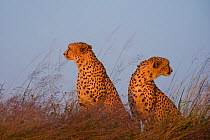 Cheetah (Acinonyx jubatus) two brothers in long grass, Masai Mara reserve, Kenya