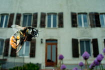 Bumble bee (Bombus soroeensis proteus) in flight in garden, Switzerland, May