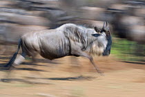 Wildebeest {Connochaetes taurinus} running fast during the great migration, Masai Mara reserve, Kenya, July