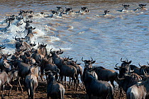 Wildebeest {Connochaetes taurinus} herd crossing river during the great migration, Masai Mara reserve, Kenya, July