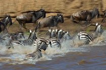 Wildebeest {Connochaetes taurinus} and Zebra herd crossing river during the great migration, Masai Mara reserve, Kenya, July