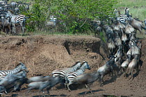 Wildebeest {Connochaetes taurinus} and Zebra herd running up the bank after crossing river during the great migration, Masai Mara reserve, Kenya, July