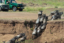 Wildebeest {Connochaetes taurinus} herd running up the bank after crossing river during the great migration, watched by tourists in vehicles, Masai Mara reserve, Kenya, July
