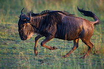 Wildebeest {Connochaetes taurinus} running during the great migration, Masai Mara reserve, Kenya, July