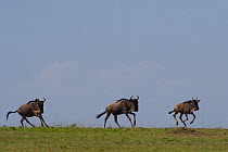 Three Wildebeest {Connochaetes taurinus} running during the great migration, in Masai Mara reserve, Kenya