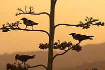 Silhouette of three Pied crows {Corvus albus} perched in tree, Ethiopia, February